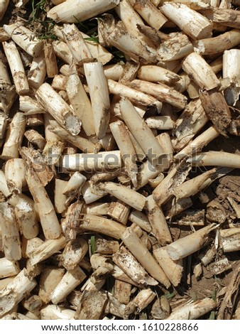 Background and texture of wooden sawdust scobs cuttings