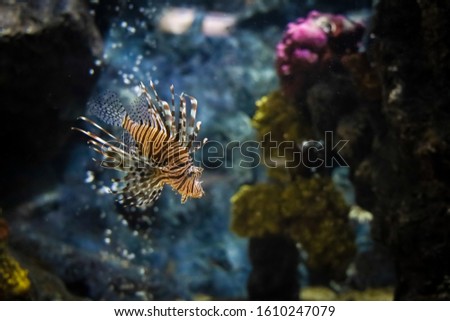 One lionfish in the aquarium