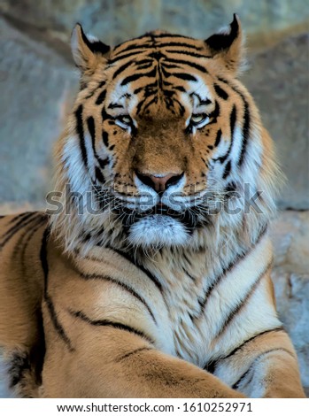 Tiger lying on the background of rock