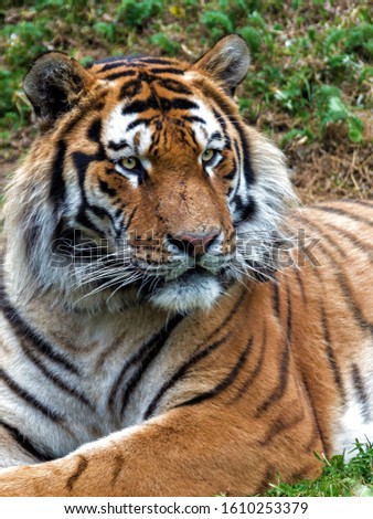 Ussuri tiger lies on the ground