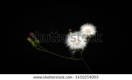 This is my first dandelion seeds. I took this dandelion picture by using macro photography technique. My girlfriend helped me making dark background by using her jacket.