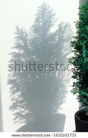 Unfocused shadow of flower lemon Cypress plant or Christmas tree in pot on white wall. Sunlight, minimalism, monochrome, solid  background.