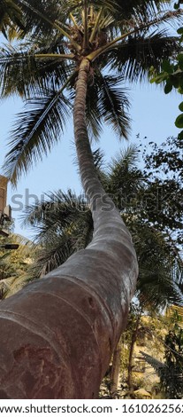 Coconut Tree towards sky high