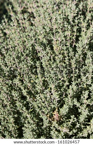 Thymus vulgaris (common thyme, garden thyme or just thyme)