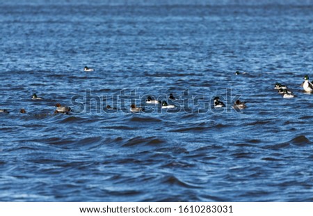 Duck.The common goldeneye (Bucephala clangula),migrating ducks from the northern regions of Canada.