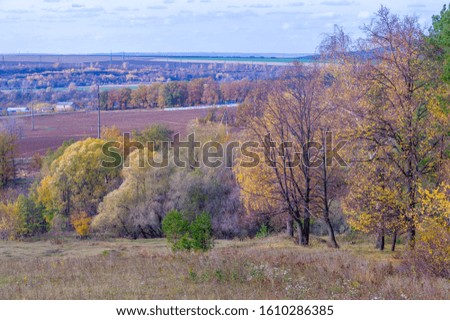 Autumn landscape photography, best photographer, mixed forests in autumn condition, colorful leaves, divided into burgundy, red, green, with patterned carpet