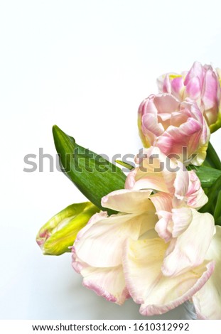 Beautiful bouquet of tulips. Greeting card for the day of March 8, message, invitation to the holiday, place for text. Spring floral background, close up, copy space
