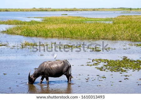 water buffalo standing at sea with bird on back, pet of farmer at Phatthalung in thailand.
