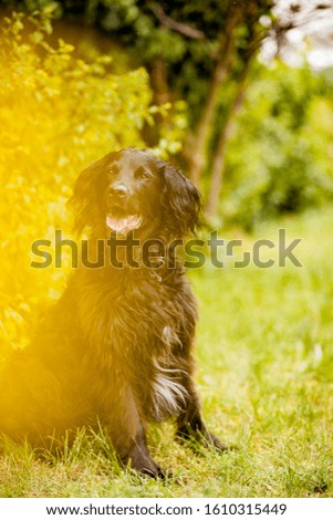 Flat coated retriever in the nature. Dog sitting obedient. Dog with flowers.