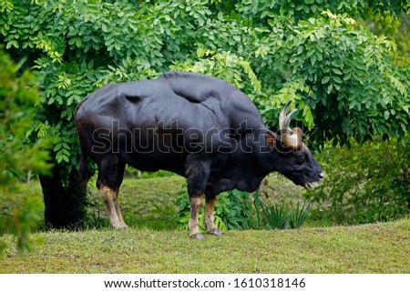 Banteng, bos javanicus, Male standing on Grass  