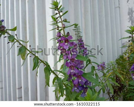 purple flower and leaves in the garden, nature photo object