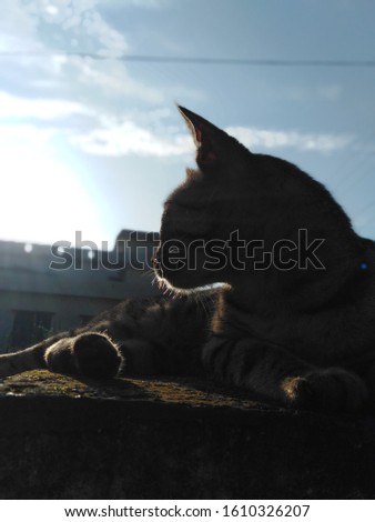 Brown clour cat stting opposite to sushine