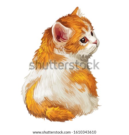 Cymric or Longhair Manx cat isolated on white. Digital art illustration of hand drawn kitty for web. Kitten with soft bicolor,white and ruddy, coat with deep brown eyes animal pet, Domestic breed