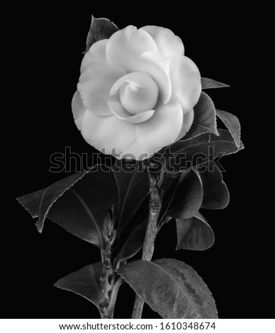 monochrome young white camellia blossom,stem,leaves, detailed texture,black background,seen from the front
