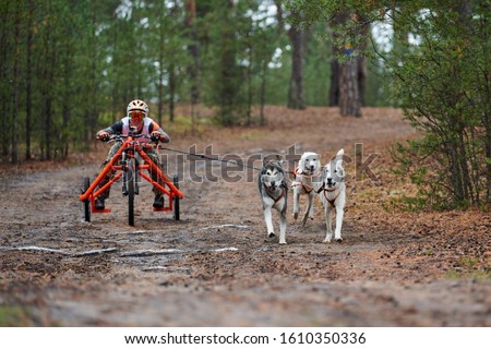 Carting dog mushing race. Husky sled dog pulling the cart. Dryland crosscountry mushing autumn competition.