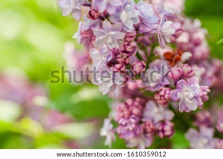 closeup lilac flower. picture with soft focus and space for text. natural sring summer background