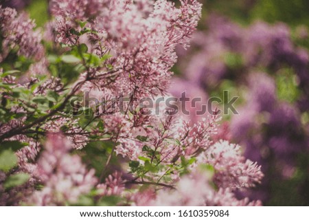 closeup lilac flower. picture with soft focus and space for text. natural sring summer background