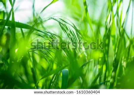 closeup fresh green grass with morning dew and amazing bokeh. picture with soft focus.  natural summer or spring background.