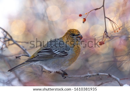 Beautiful forest bird squinting on the background of a beautiful bokeh close up