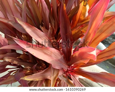 beautiful red leaves plant image