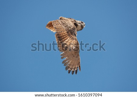 CAPE EAGLE OWL bubo capensis, ADULT IN FLIGHT AGAINST BLUE SKY 