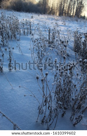 Snowy grass on white background