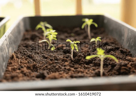 Tomato seedling in greenhouse. Agriculture concept. Selective focus. Copy space
