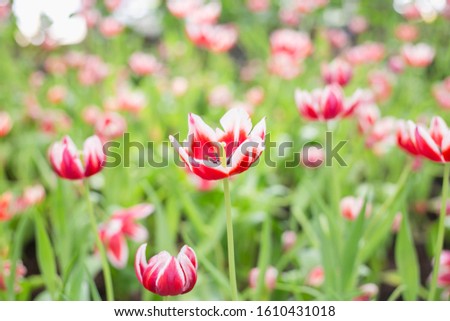 Colorful Tulip Garden stock photo