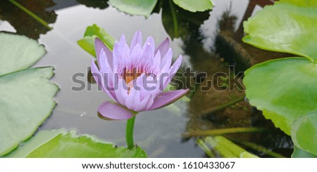 close up beautiful blooming  lotus on green leaf lotus in the garden
