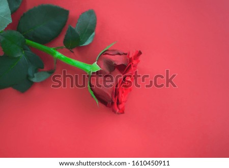 Beautiful red rose on bright radiant background, minimal festive concept. 