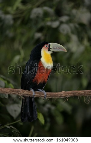 Red-breasted toucan, Ramphastos dicolorus, single bird on branch, Brazil