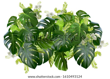 Fresh tropical Monstera leaves and white acacia flowers isolated on white background. Banner template for summer sale or special offer.