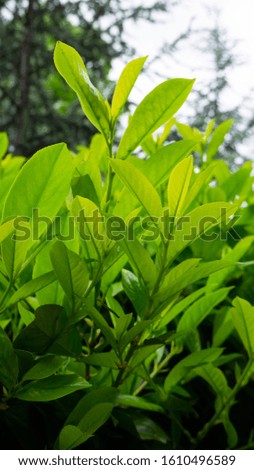 Fresh green buxus leaves in the garden. Close up green hedge. Green bush background.