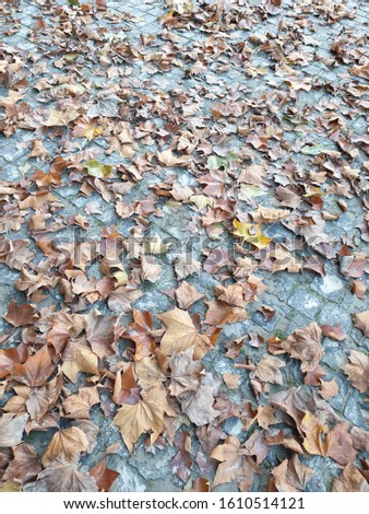Autumn patters, fallen leaves cover the sidewalks.