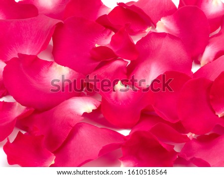 Pink rose petals on a white background