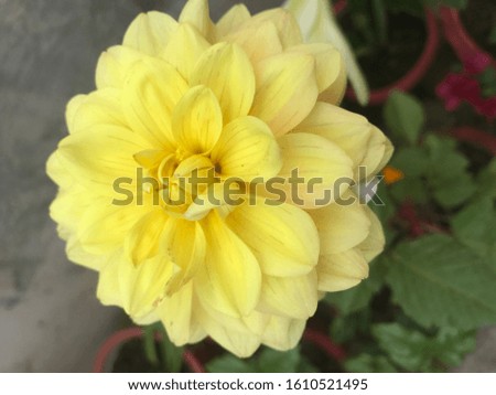 Fresh and Attractive yellow Dahlia Flower from India