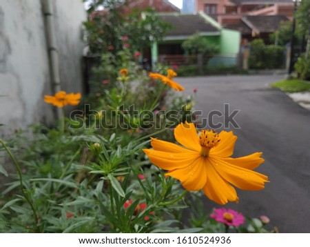 Calendula flowers that are blooming during the day