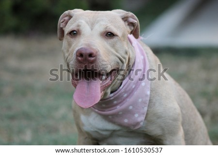 Pit bull terrier red nose