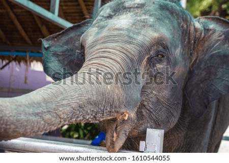 Elephant asking for bananas in Phuket Province, Thailand.