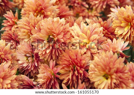 Autumn flowers chrysanthemum garden closeup