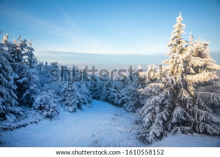 White spruce trees covered in fresh snow on sunny winter day in mountain next to Liberec, Czech Republic