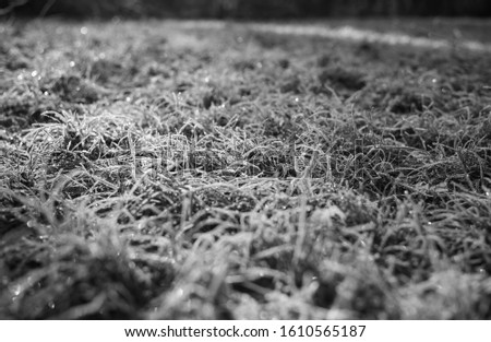 Morning ice on the grass