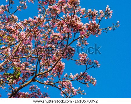 Tabebuia (tabebuya) flowers are pink with a blue sky background Royalty-Free Stock Photo #1610570092