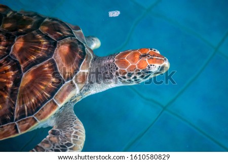 A big sea turtle. Swimming in aquarium.