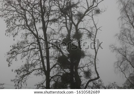 tree with mistletoe in cold light landscape
