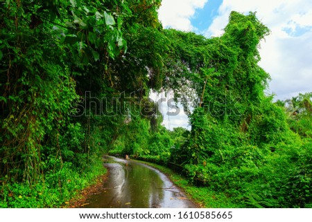 picture of an overgrown road on Oahu, Hawaii
