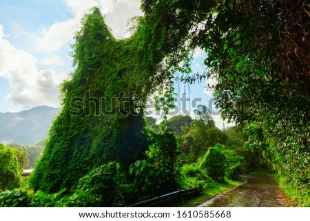 picture of an overgrown road on Oahu, Hawaii