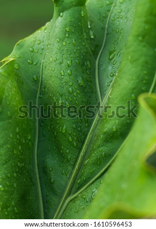 Green leaf with drops of water. green leaf background