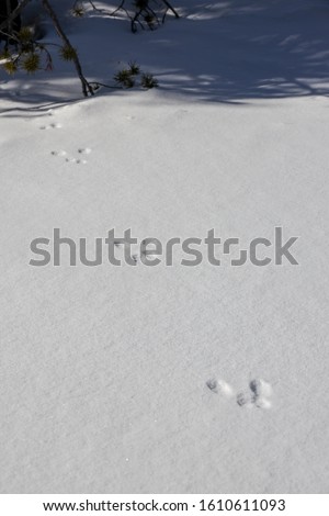 Snowshoe Hare Tracks in Snow in Hope Valley California