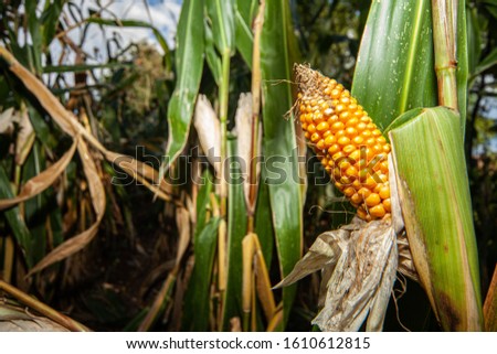 close up corn on the grass